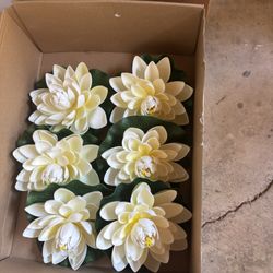 Floating Lotus 