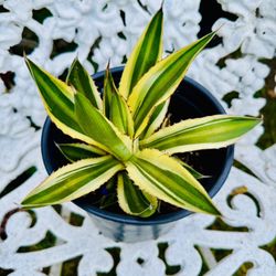 AGAVE Lophantha Quadricolor Plant - Requires Minimal Water