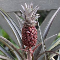 Pineapple Plant (Ananas comosus)