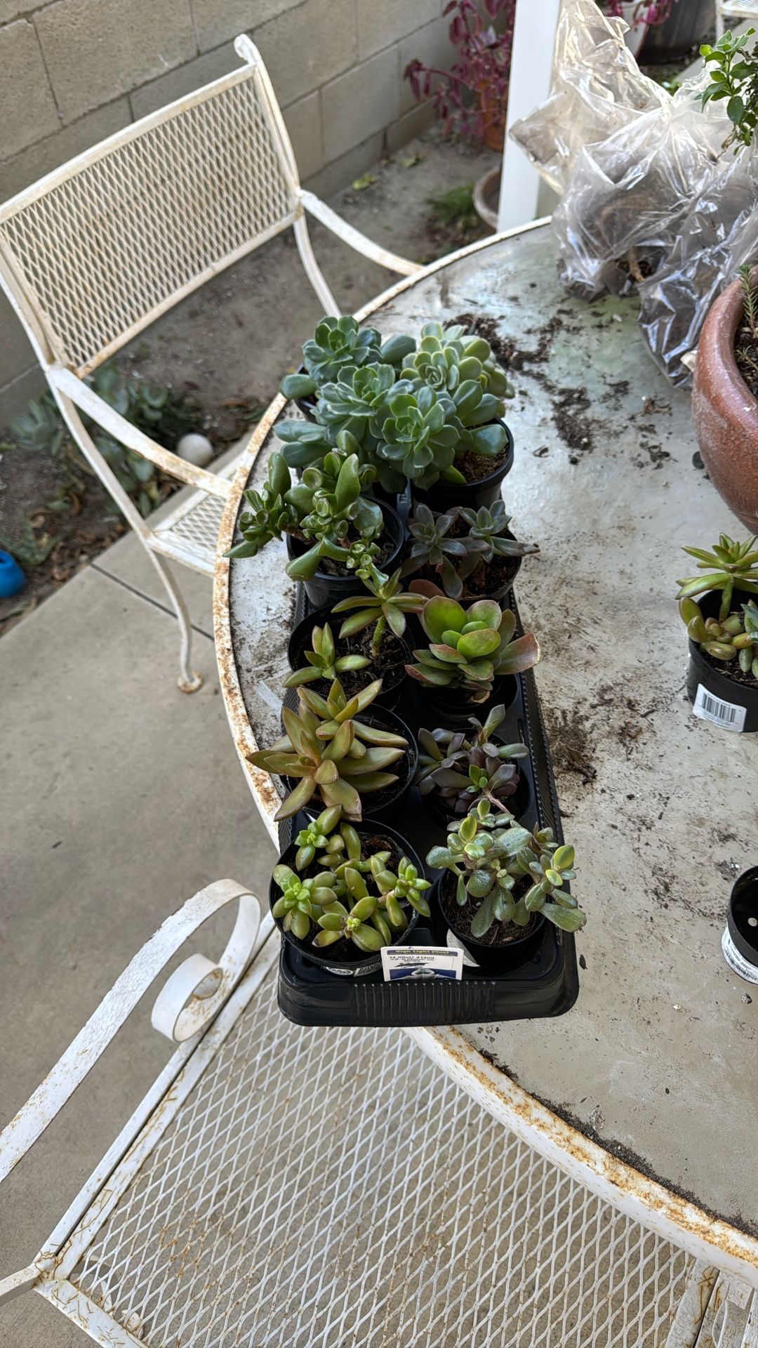 Tray Of 12 Succulents All For $25