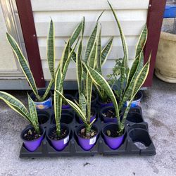 *$3 to $5* Laurentii Snake Plants | Air Purifying Plant | Sansevieria 