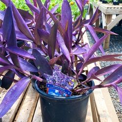 Beautiful Purple Heart Succulent Plants - Tradescantia Pallida 💜🌿