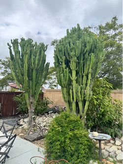 17–20 ft Mature Specimen Cactus