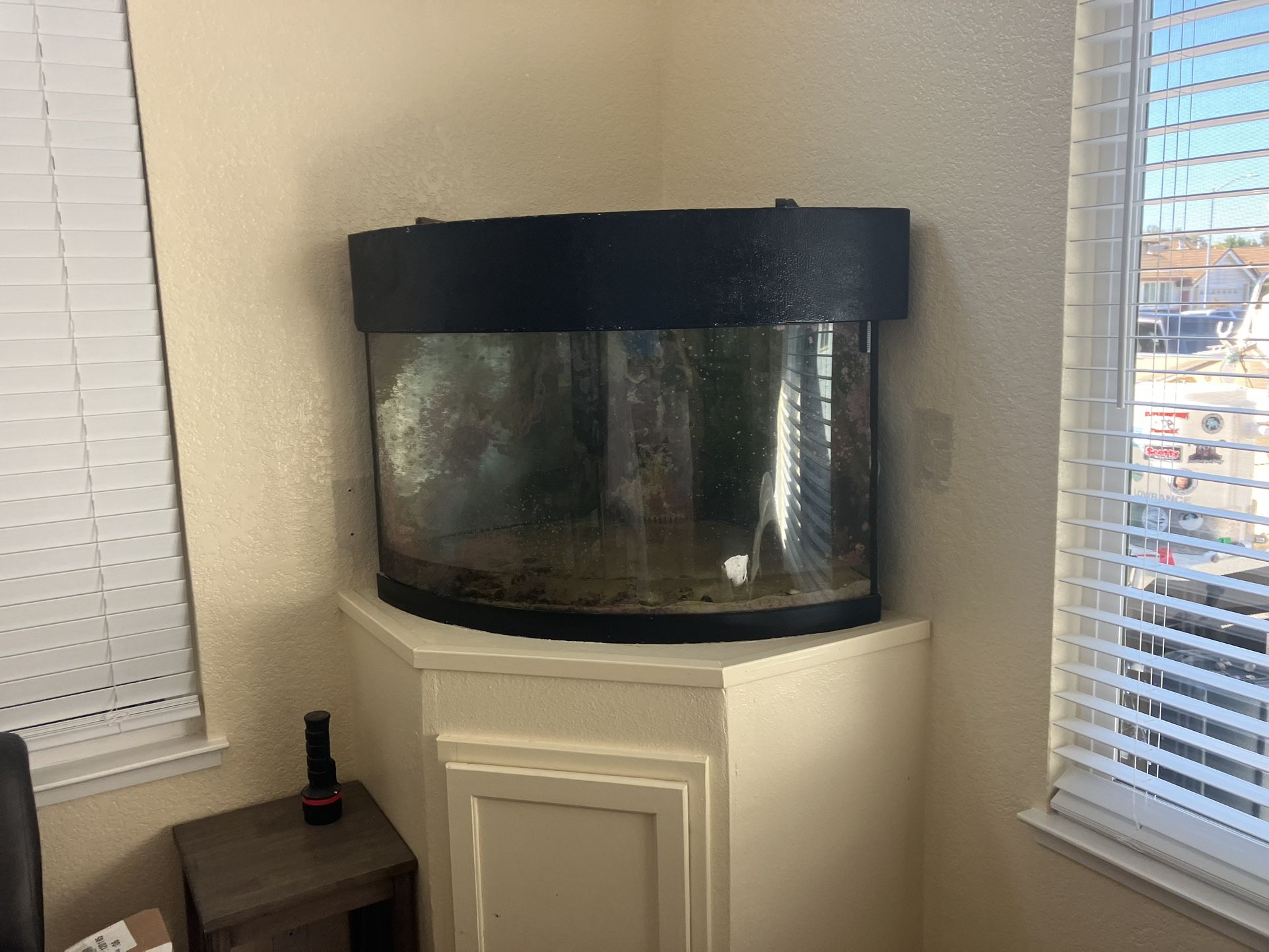 Fish Tank. Bow Front 