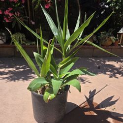 Palma Yucca 