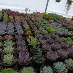 Succulents Plants. Bonitas Plantas 