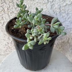 1 Gallon Pot Succulent Plant - Deltoid Leaved Dewplant - Oscularia Deltoides - Pink Hardy Ice Plant - Rooted & Established -🪴- Drought Resistant 