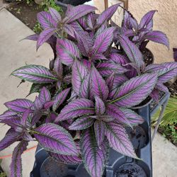 Small Persian Shield Plant $18