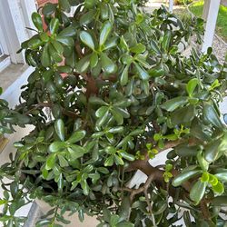 Jade plant