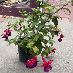 Fuchsia