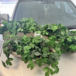 Fake Plants