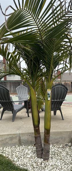 2 Trunk 6ft King Palm