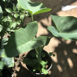 Planta Oreja De Elefante Para De Curación De Jardín