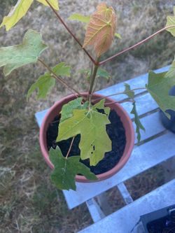 Bigleaf Maple (Acer macrophyllum) seedling