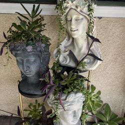Large Succulent Heads