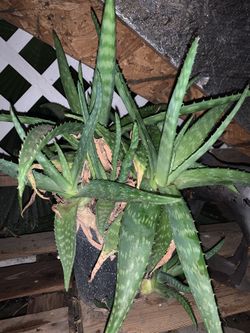 Aloe Vera/sávila 