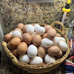 Homegrown Fresh Laid Organic Eggs
