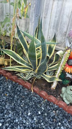 Agave