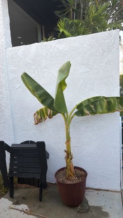 Banana Plant with pot