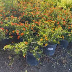 Lantana Cinco galones muy bonita $10 cada uno