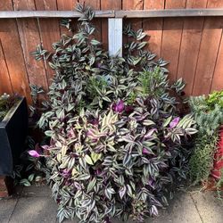Wandering dude Zebrina tradescantia purple