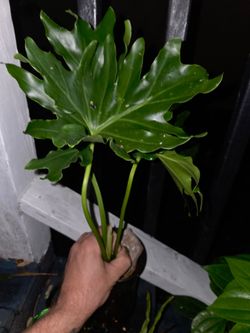 Philodendron Selloum