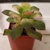 Fern