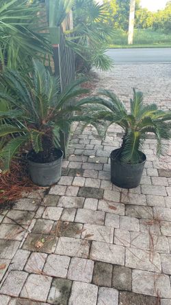 (2) Sago Palms  $100.00 CASH, TEXT FOR PRICES.