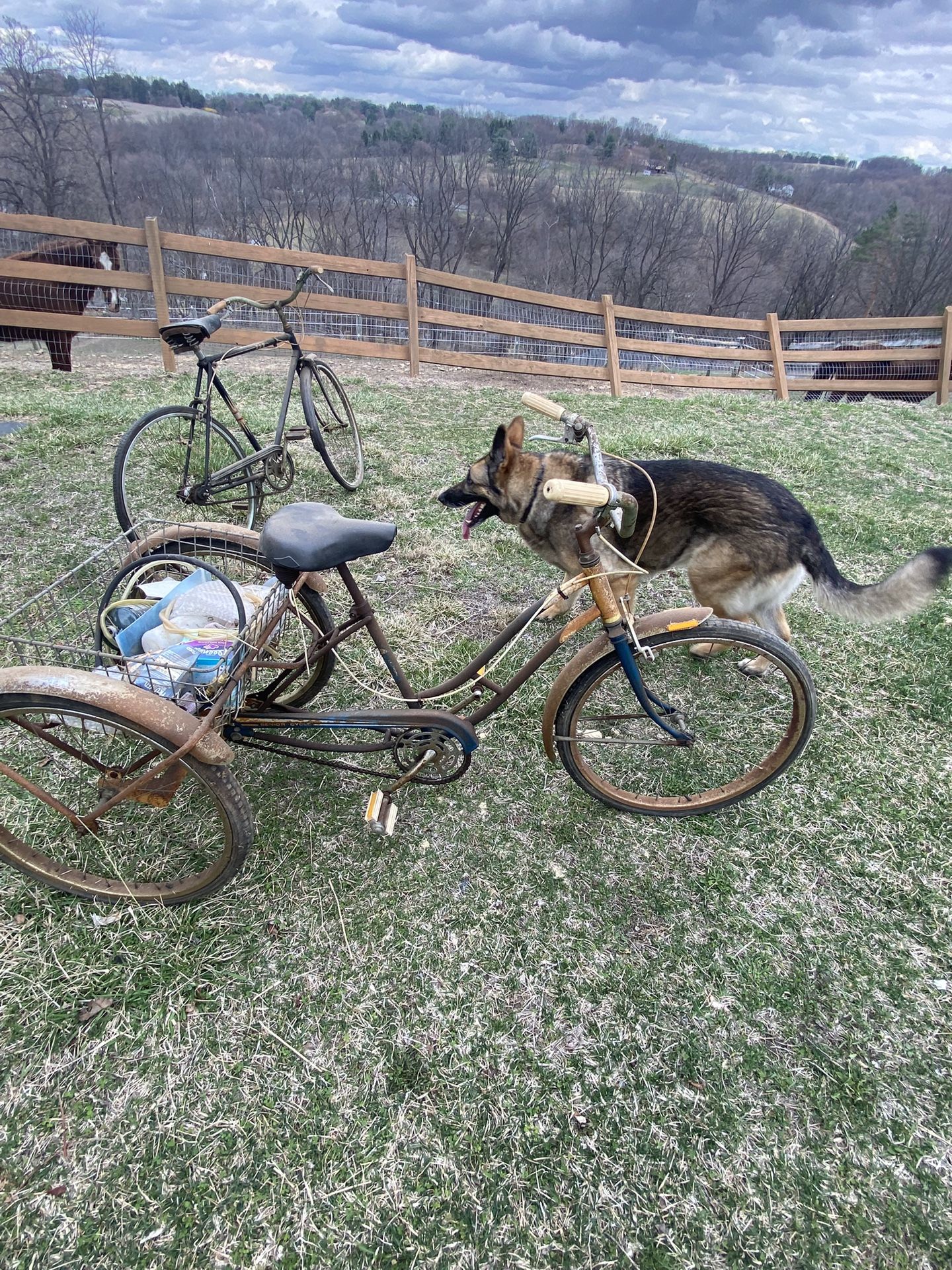 Antique Three Wheeler Bike