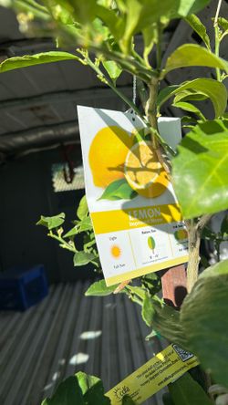 Fruit Tree