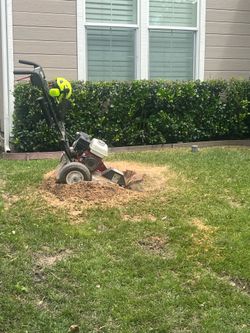 🪵Stump grinding🌳Tree trimming