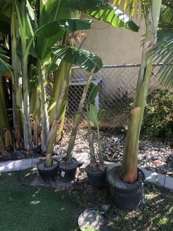 Banana Tree
