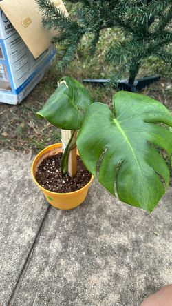 Monstera