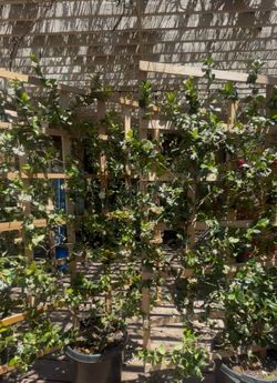 Trellis