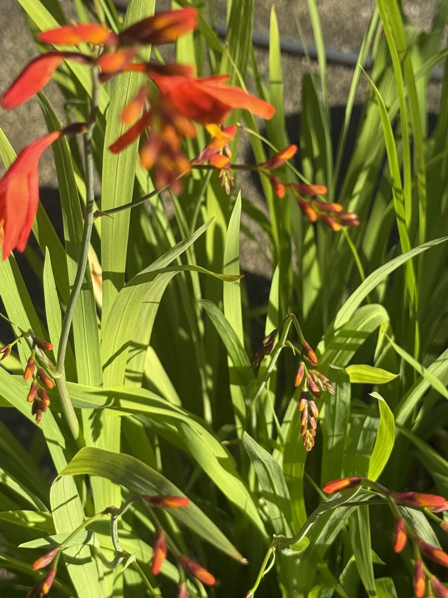 Beautiful Crocosmia Plants