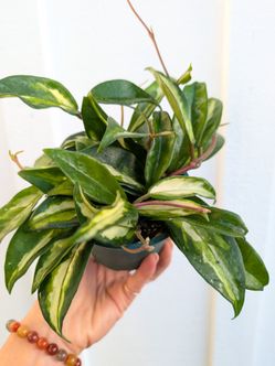 Hoya Carnosa Variegated Krimson Princess Plant 4" Pot - Indoor House Plants
