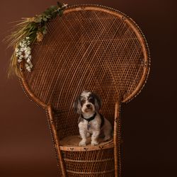 Peacock chair rattan