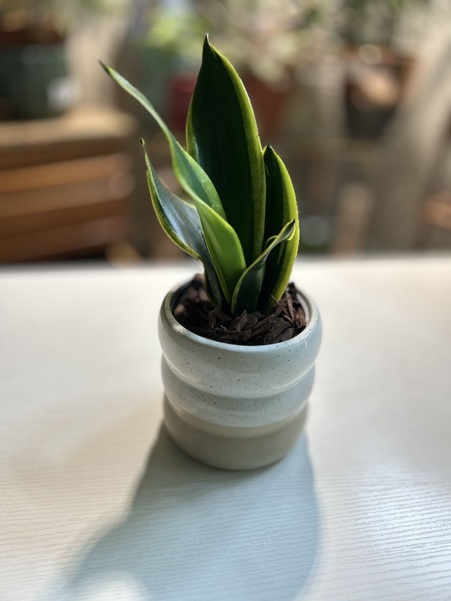 Snake plant-indoor decorative