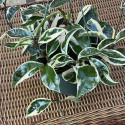 Hoya Carnosa Krimson Queen Plant 