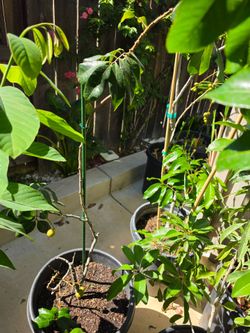 Longan tree 5 ft with fruit