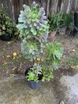 3 Ft Tall Succulent