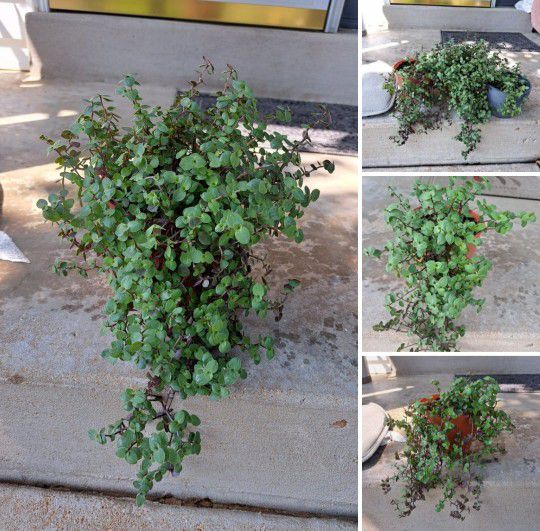 Callisia Repens Succulent House Plants Or Garden Perennial Plants $5-$10 Each Pot 