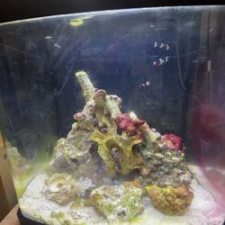 Biocube 15g Reef Tank 