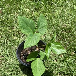 Cham Gash/ Gharkol Plant 