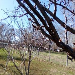 Italian Plum Cuttings 