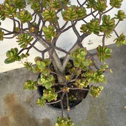 Mini Tree Of Baby Jade In 5 Gallon Pot 