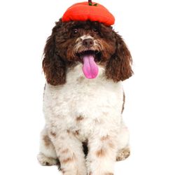 Rubie's Pet Shop Boutique Halloween Hats for Dogs - Pumpkin Beret Size S/M