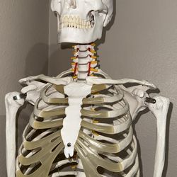 Medical Reference Skeleton Professional Grade