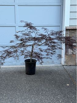 Tamukeyama Japanese Maple Tree with Red Foliage