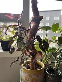 Pink Princess Phialdendron